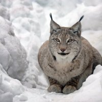 рысь :: Михаил Бибичков