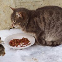 Кисов много не бывает :: Nataly St. 