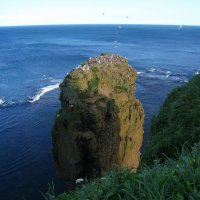 Птичья скала. :: unix (Илья Утропов) Птичья скала. :: unix (Илья Утропов)