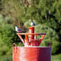 Крачки на бакене :: Валерий Судачок