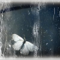 Бабочка за стеклом ... :: Валентина Надсон