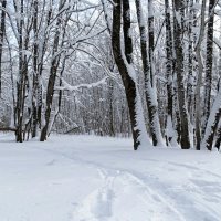 Городской парк в январе. :: Милешкин Владимир Алексеевич 