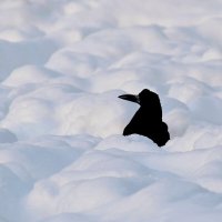 Скоро с головой накроет. :: Татьяна Помогалова Скоро с головой накроет. :: Татьяна Помогалова