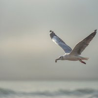 Перуанская авифауна в кадре :: Svetlana Galvez