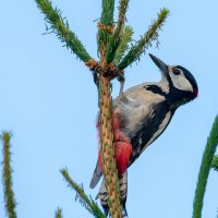 Пестрый дятел :: Владимир Лазарев