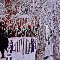 Январь...Утренние березы  в инее! :: Владимир 