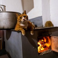 Кот огня. :: Шурф Сьлядек 