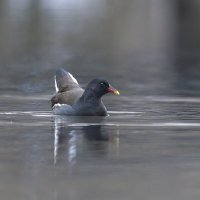 камышница :: юрий макаров