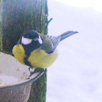 Ждёт угощения :: Людмила Смородинская