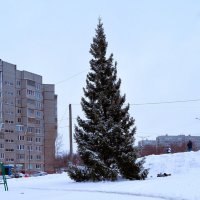 Чебоксары. Ель на проспекте Тракторостроителей зимой. :: Пётр Чернега