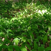 июнь :: Елена Шаламова июнь :: Елена Шаламова