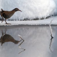 Водяной пастушок. :: Владимир Безбородов