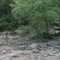 Встреча с медведем :: ИРЭН@ . Встреча с медведем :: ИРЭН@ .