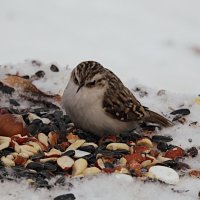 Пищуха :: Лина 