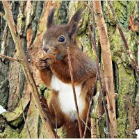 Милые белочки парка им. Макса Ашманна. :: Валерия Комова Милые белочки парка им. Макса Ашманна. :: Валерия Комова