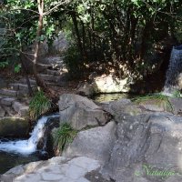 Природа Крыма :: Amazing Cosmea Природа Крыма :: Amazing Cosmea