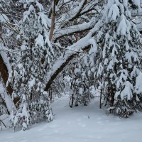 Снежное :: Александр Синдерёв