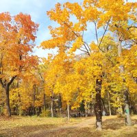 Золотая осень :: Надежда Золотая осень :: Надежда