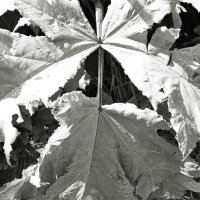 Фотография :: Денис Безногов