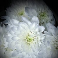 Хризантемы :: Freddy 97