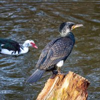 Гости теплого края :: Юрий Яловенко