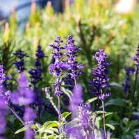 пр.Ленина :: navalon M