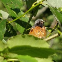 Горихвостка :: Наталья ***