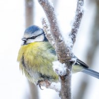 Лазоревка :: Sergey38 