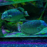 Анталия Аквариум :: Светлана SvetNika17 Анталия Аквариум :: Светлана SvetNika17