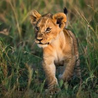 МАЛЫШ :: СЕРГЕЙ ФИЛОЧКИН