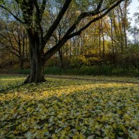 Осеннее одеяло... :: Николай Гирш