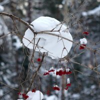 Калинка :: Павел Трунцев
