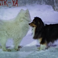 пазл :: Артём Евтюхов