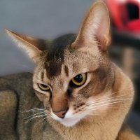 Брутальный взгляд :: Елена Сухорученкова