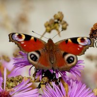 опять про бабочек...359 :: Александр Прокудин опять про бабочек...359 :: Александр Прокудин