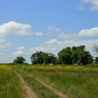 Дорога в лето... летний день...степь... :: Надежда Куркина 