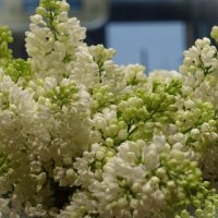 Белая сирень около окна :: Aida10 