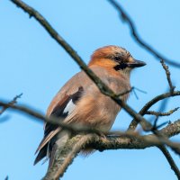 Сойка :: Владимир Лазарев