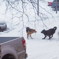Январь...Дворовые псы! :: Владимир