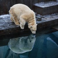 Белый :: SanSan 