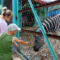 В гостях у зебры. :: nadyasilyuk Вознюк