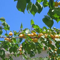 абрикосы созрели :: Елена Шаламова