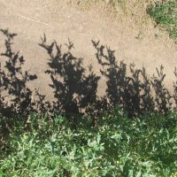 июль  жара :: Елена Шаламова