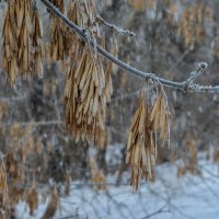 Иней :: Владимир Жуков