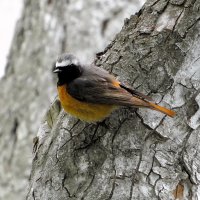 Горихвостка :: Лариса С.