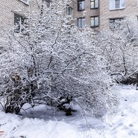 Заснежило :: Евгений Заснежило :: Евгений