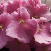 Фиалки мои весной :: Елена Семигина