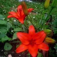 Вспоминая лето :: Елена Семигина