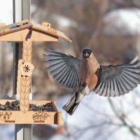 Крылья. :: Татьяна Бравая