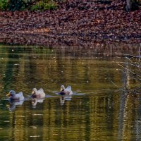 Пруд :: Jakob Dick Пруд :: Jakob Dick